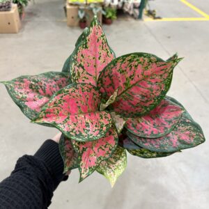 Aglaonema Pink Mini P12