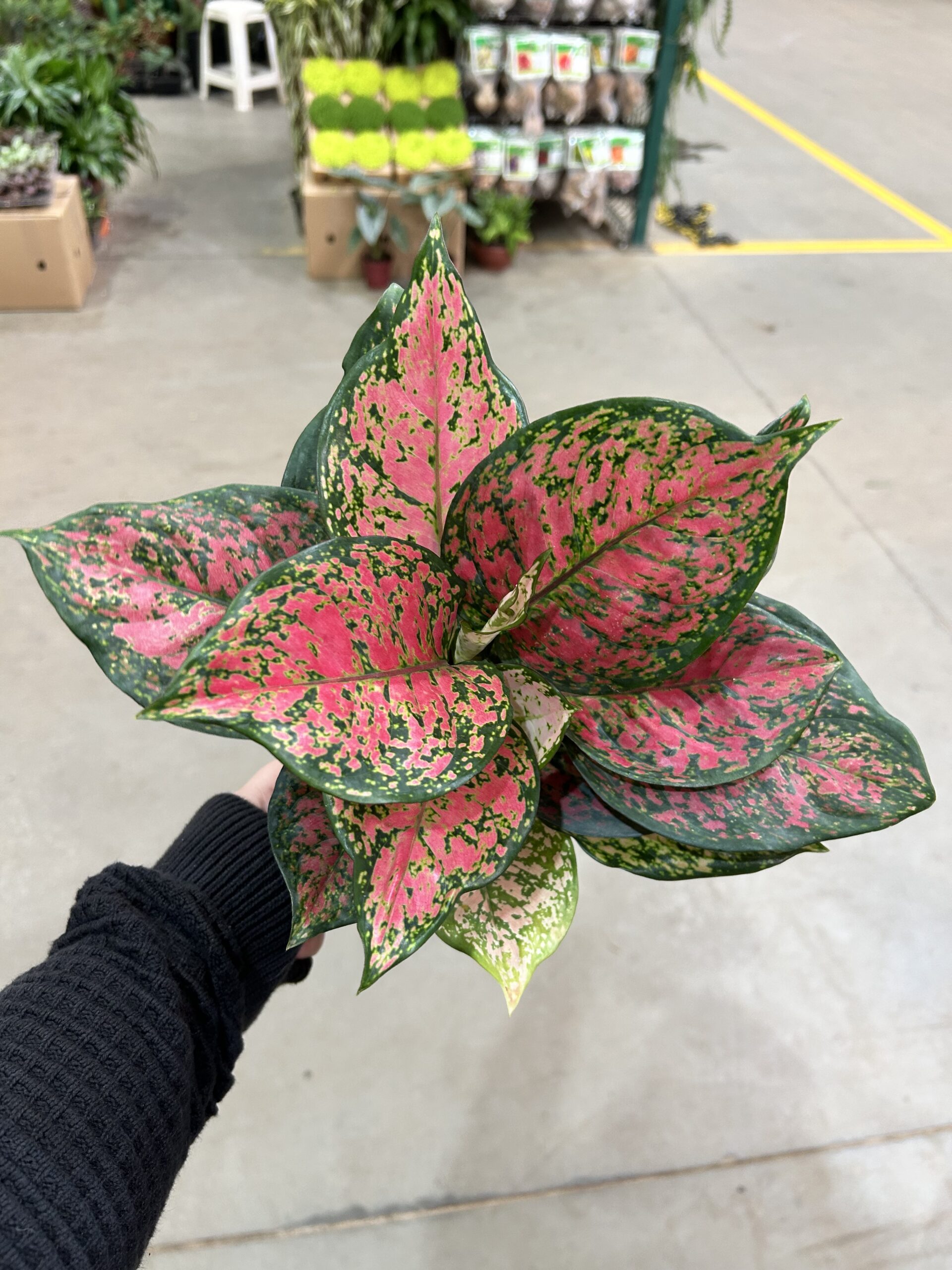 Aglaonema Pink Mini P12