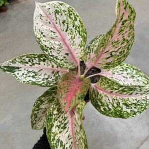Aglaonema Tinky-Winky P12