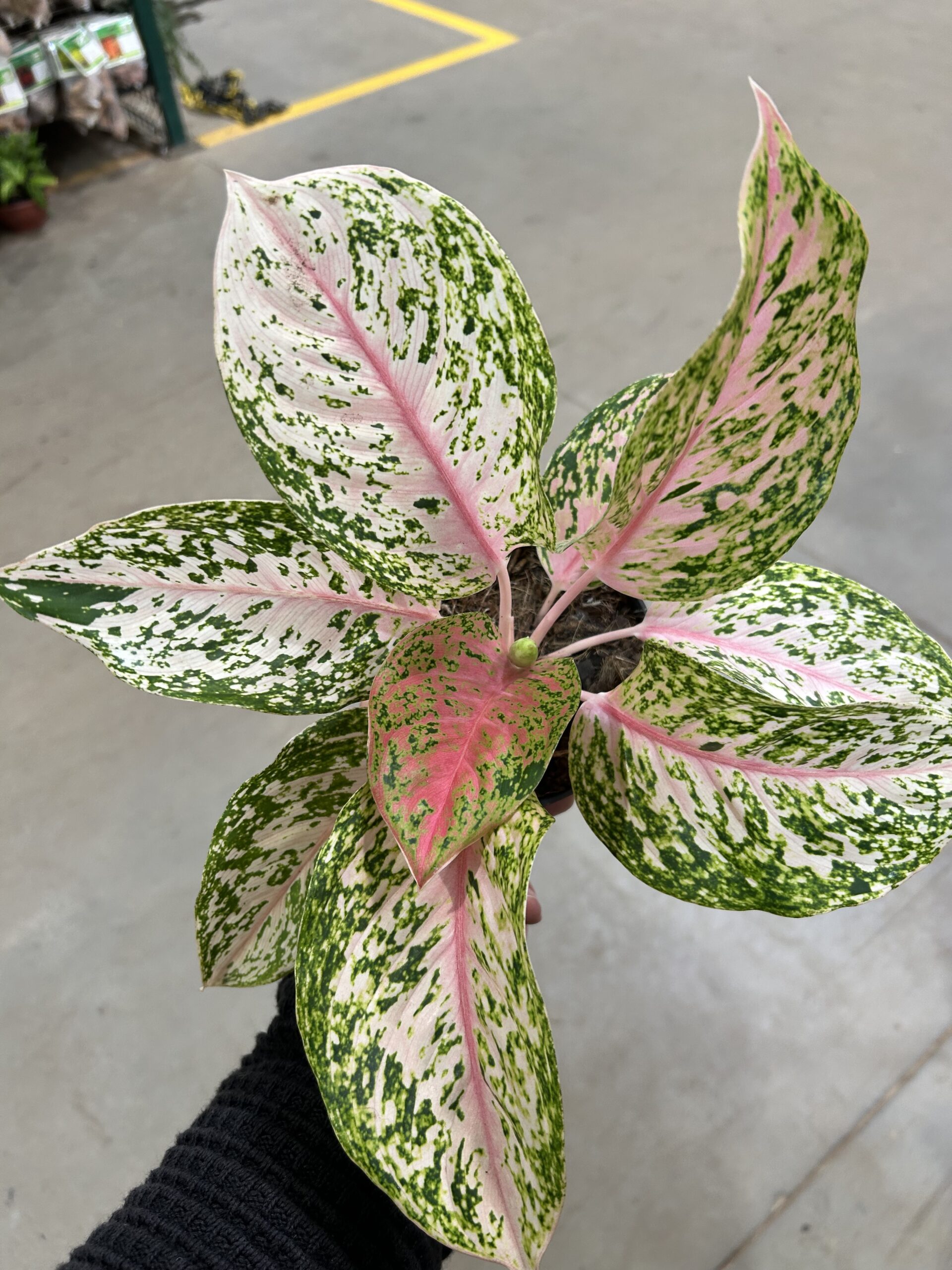 Aglaonema Tinky-Winky P12