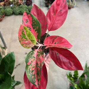 Aglaonema Sukson P12