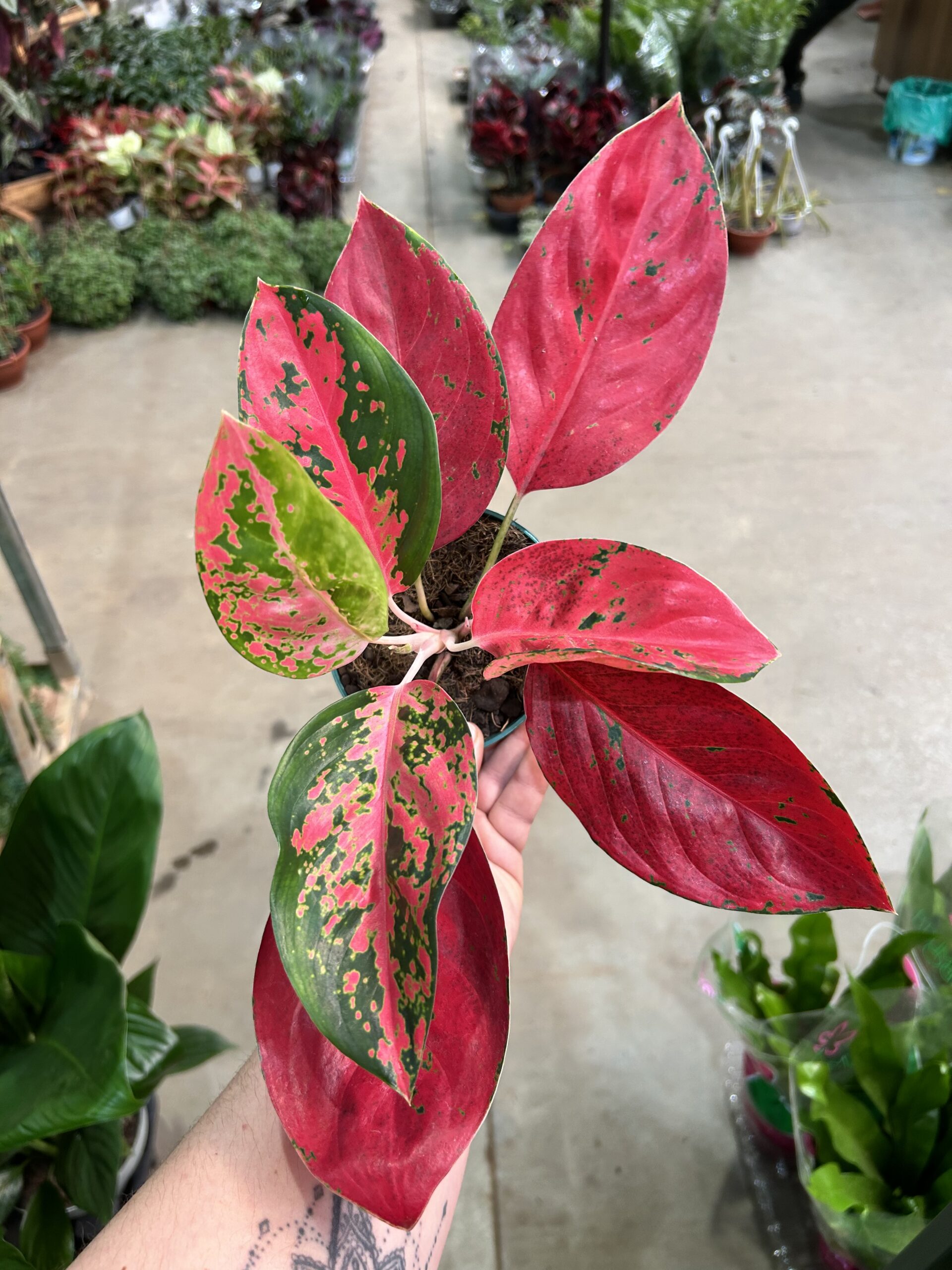 Aglaonema Sukson P12