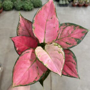 Aglaonema Pink Anyamene P12