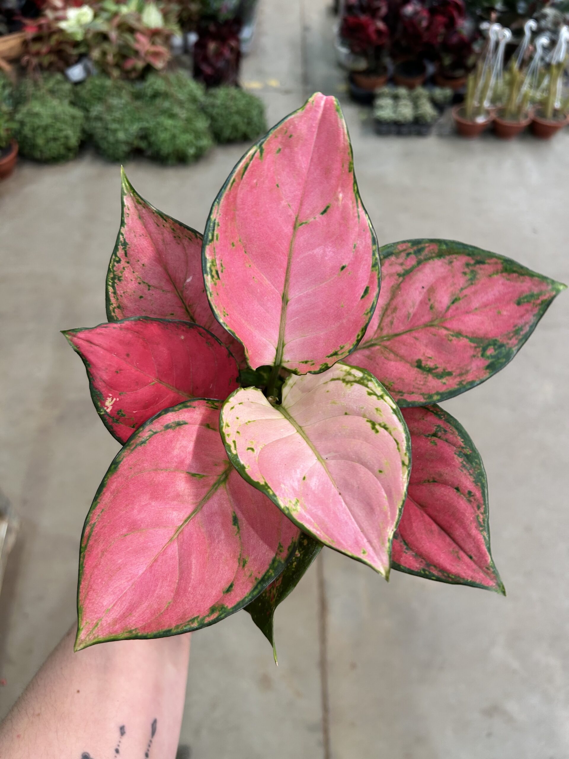 Aglaonema Pink Anyamene P12