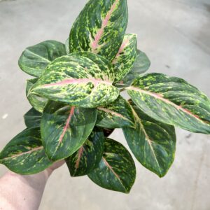 Aglaonema Big Papa P12