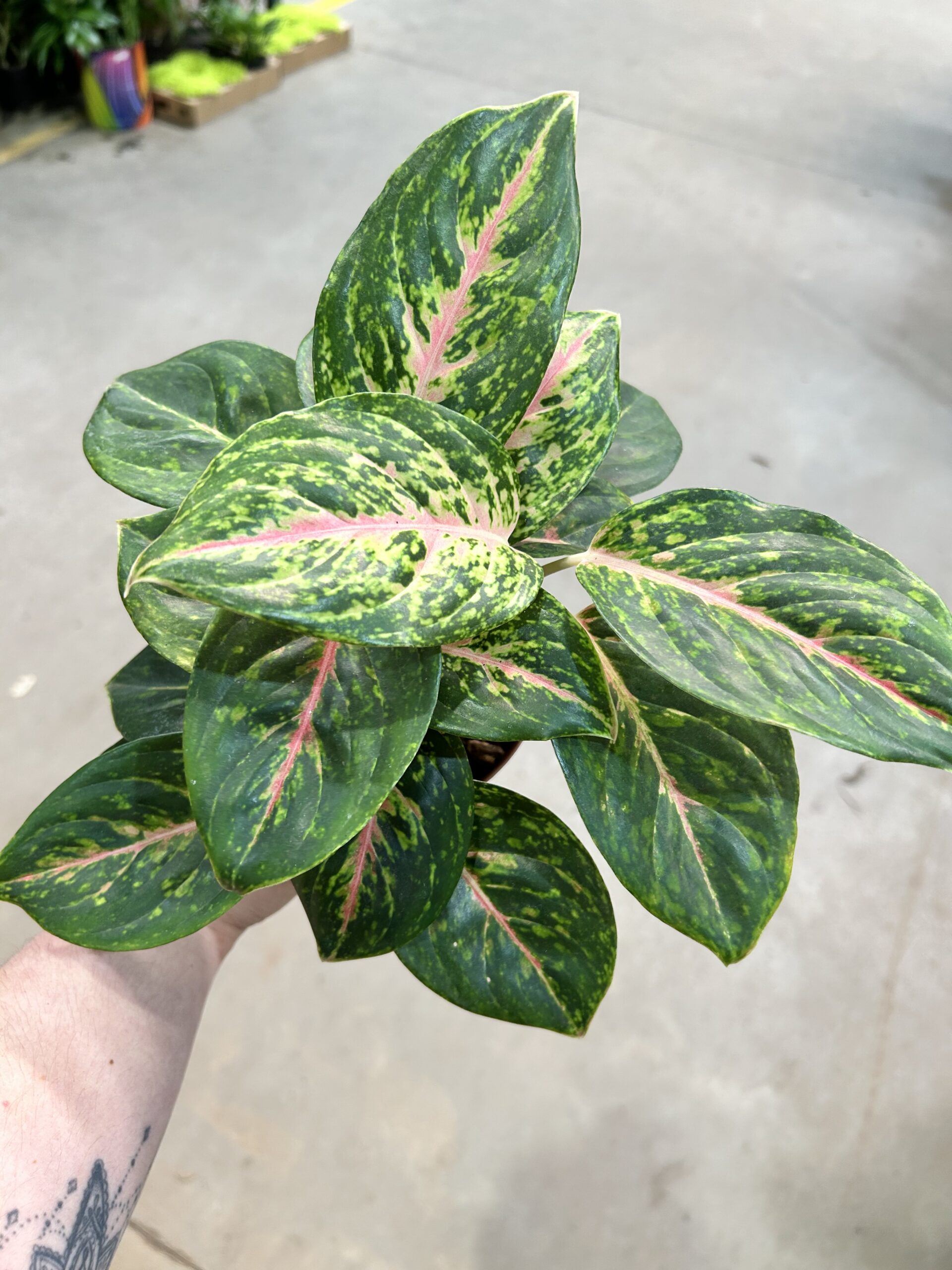 Aglaonema Big Papa P12
