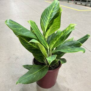 Aglaonema Queen P24