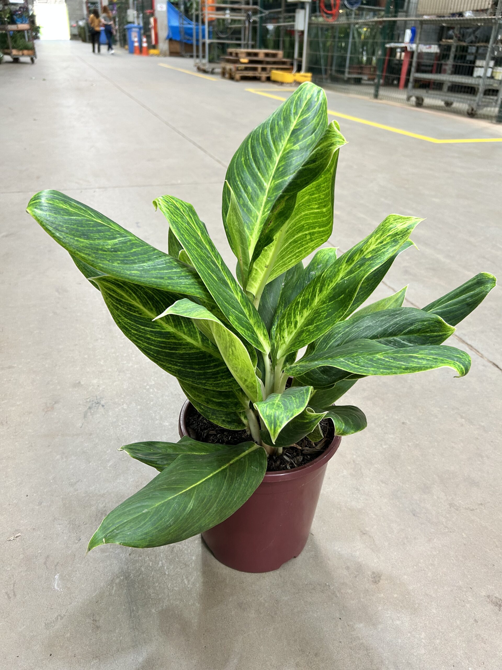 Aglaonema Queen P24