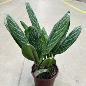 Aglaonema Hypnotica P24