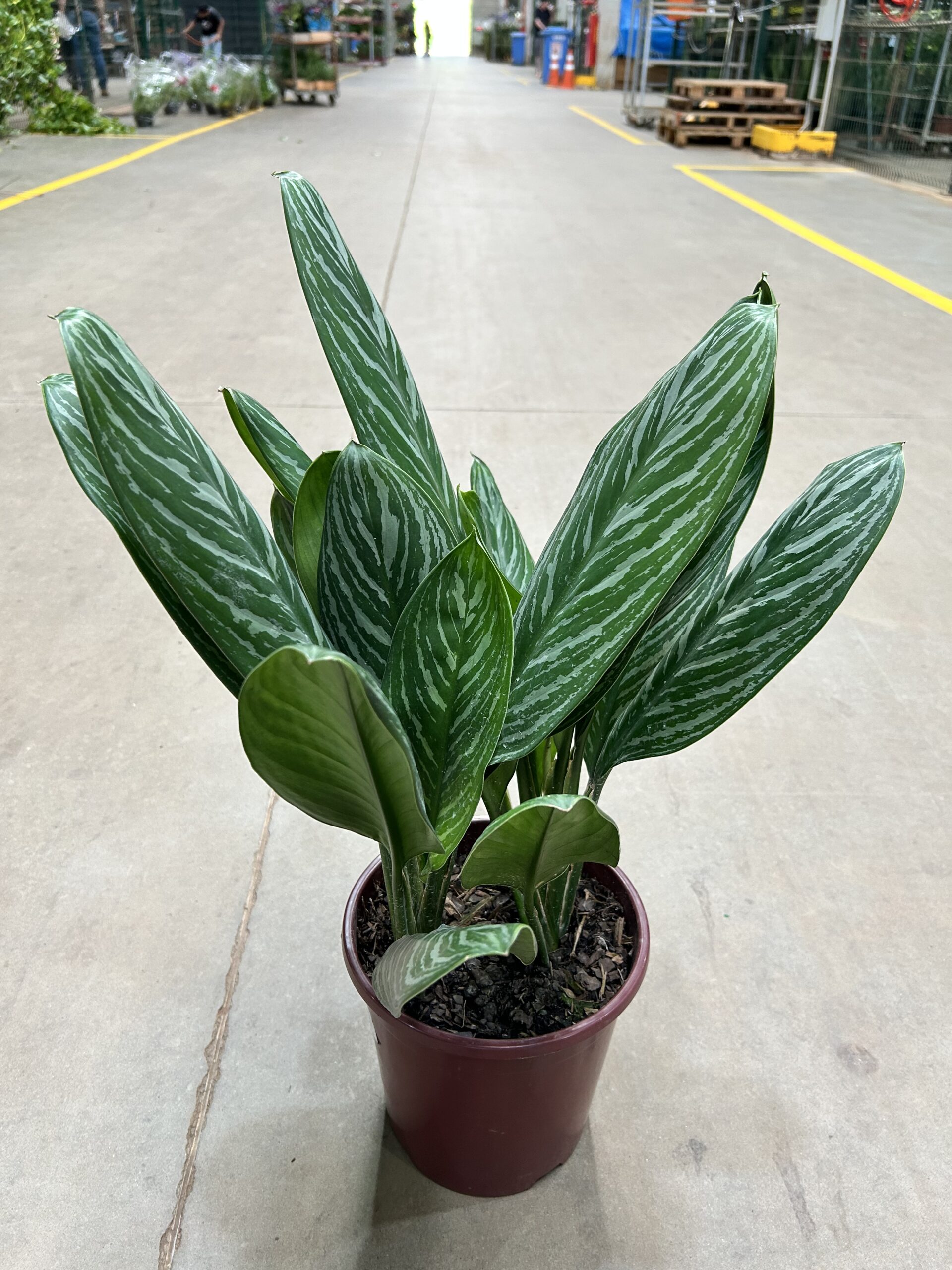 Aglaonema Hypnotica P24