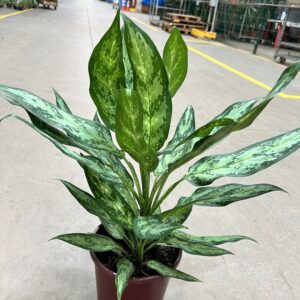 Aglaonema Café de Salão Prata P24 Pseudobracteatum