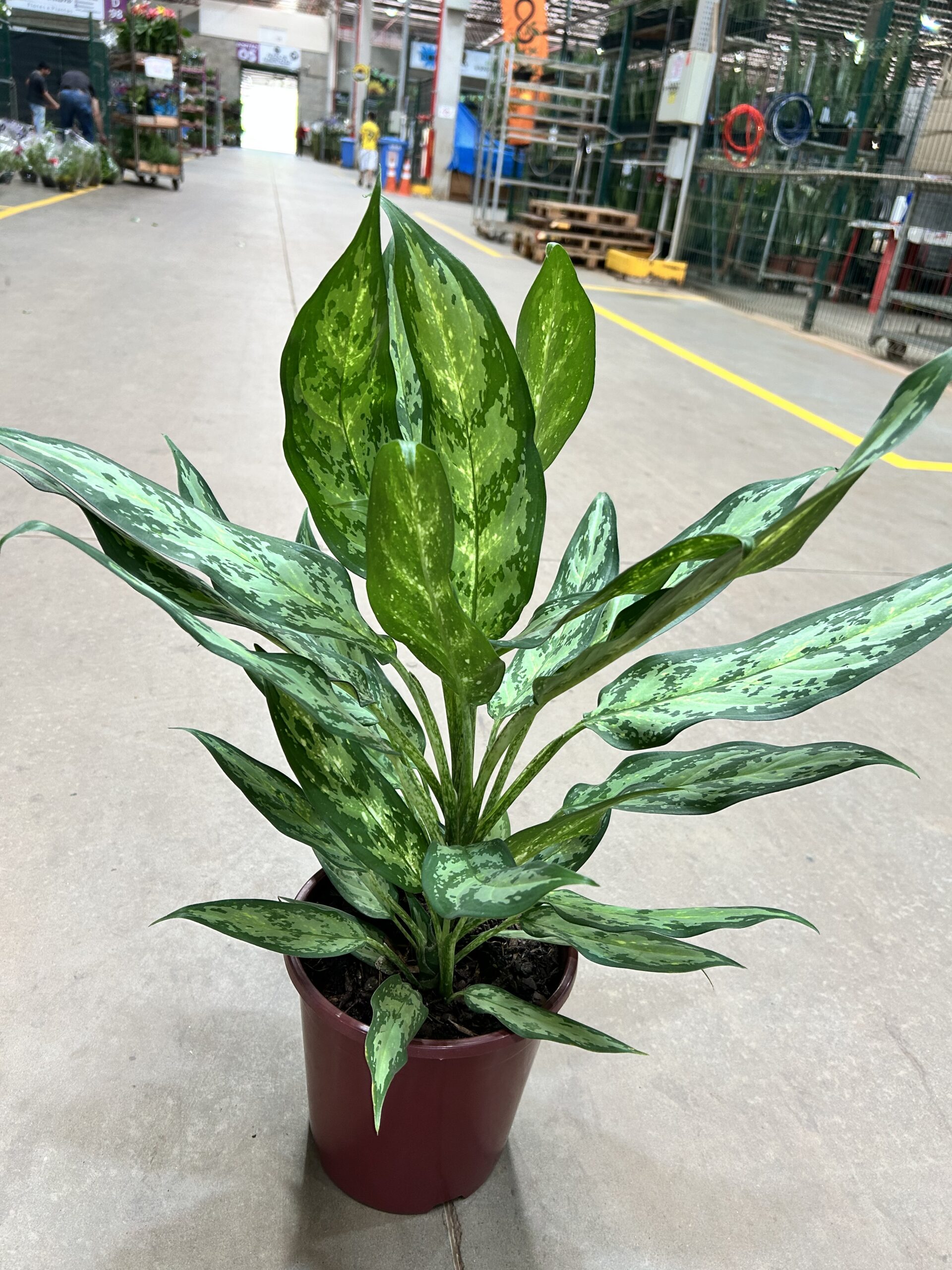 Aglaonema Café de Salão Prata P24 Pseudobracteatum