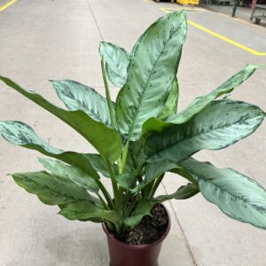 Aglaonema Crispum P24