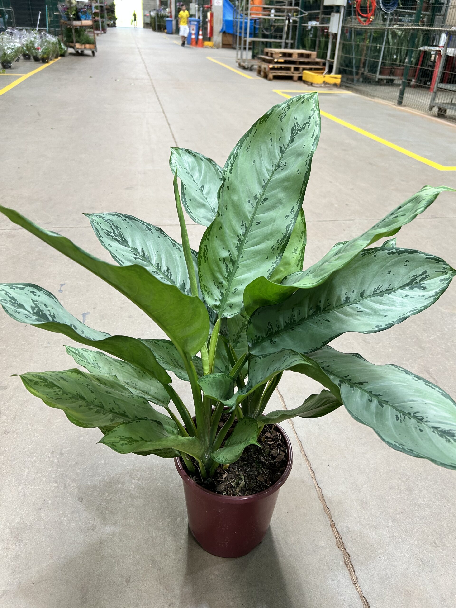 Aglaonema Crispum P24