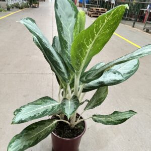 Aglaonema White Rain P24