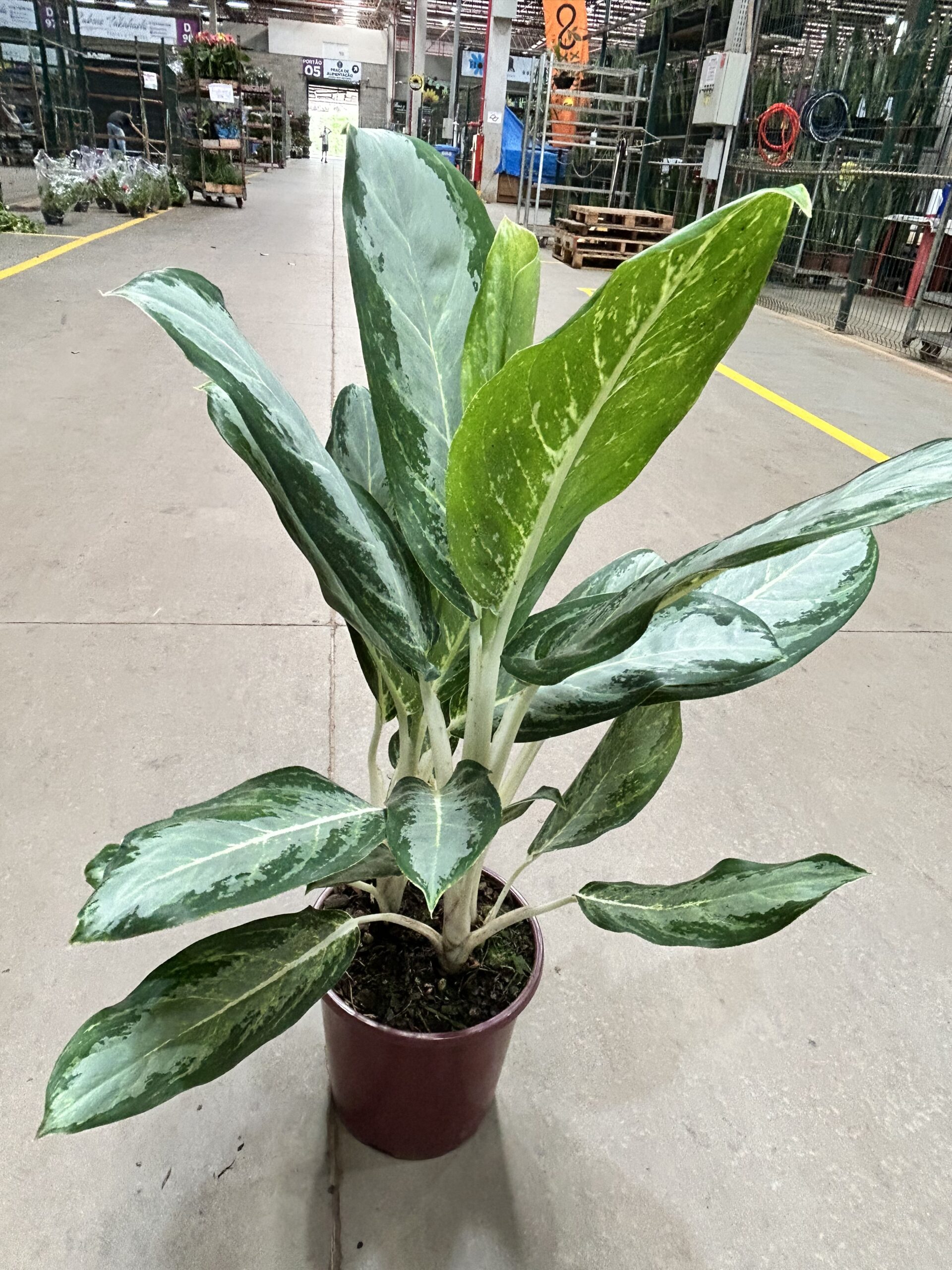 Aglaonema White Rain P24