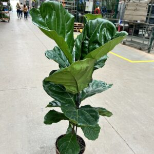 Ficus Lyrata P24 1H