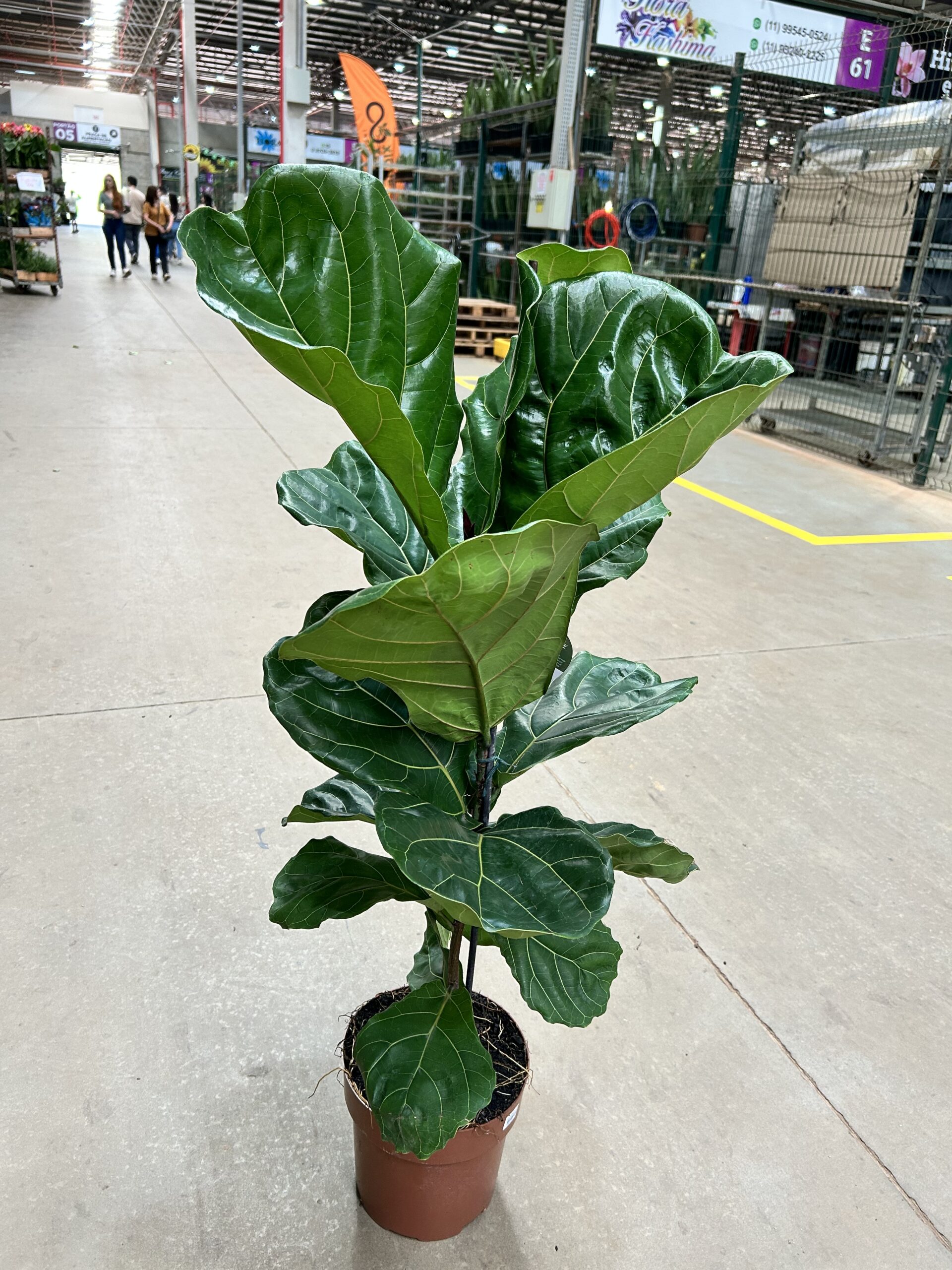 Ficus Lyrata P24 1H