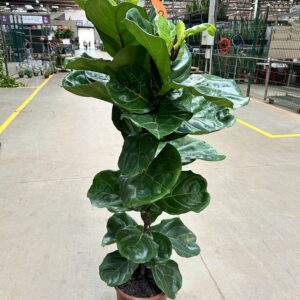 Ficus Lyrata Arvore P30