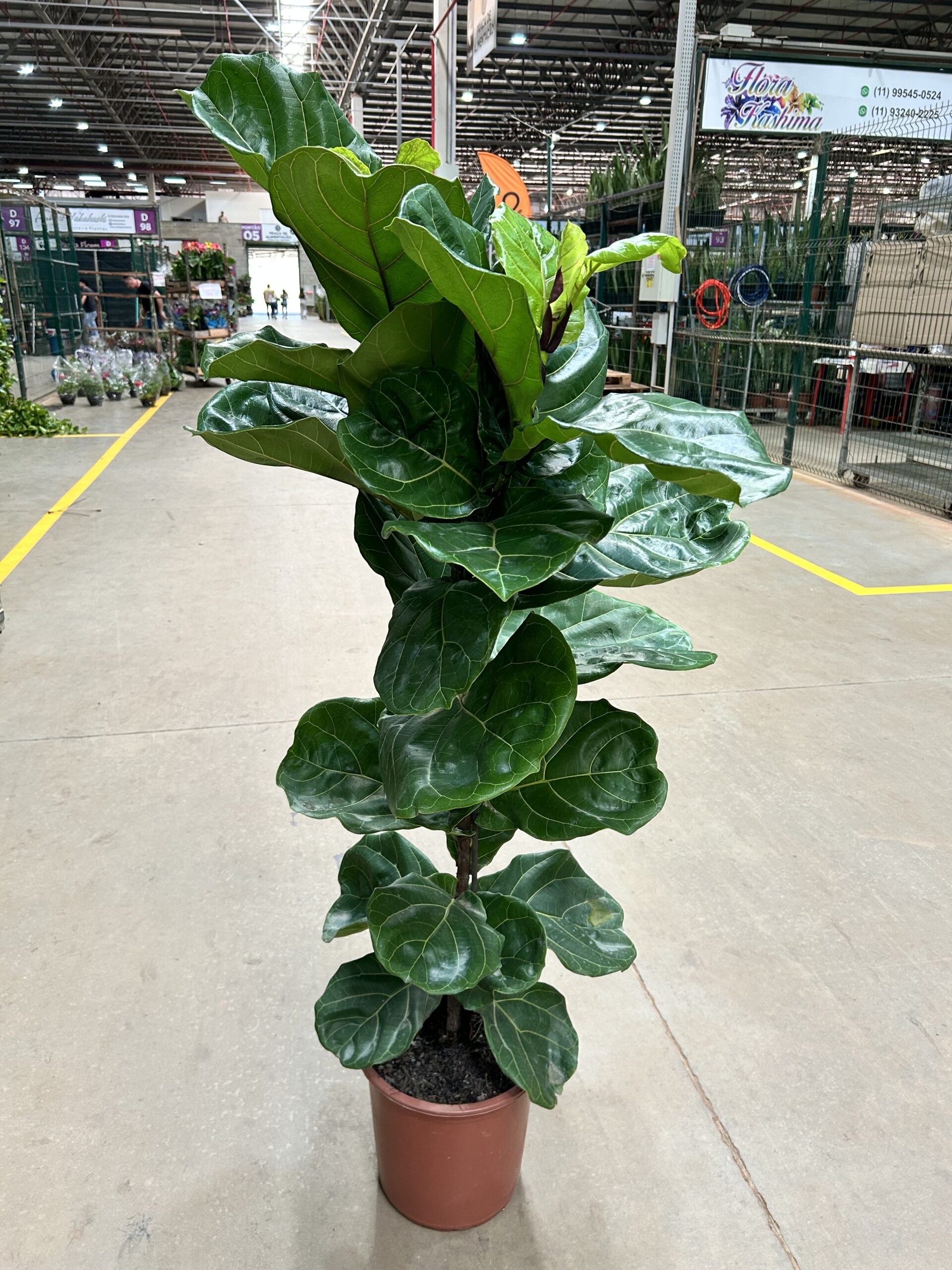 Ficus Lyrata Arvore P30