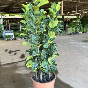Ficus Lyrata Bambino 5 hastes P48