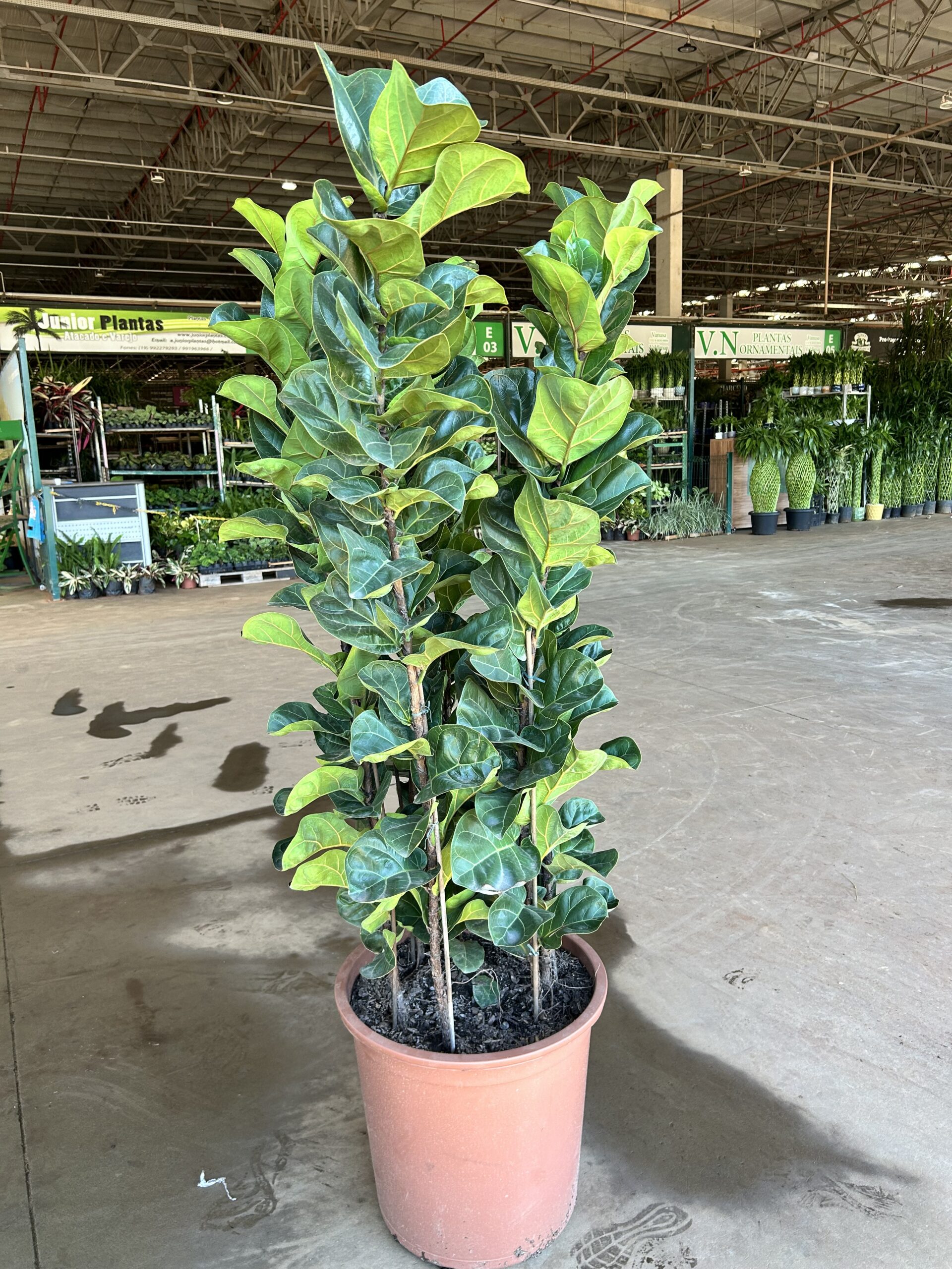 Ficus Lyrata Bambino 5 hastes P48