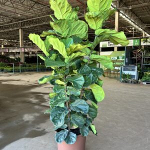 Ficus Lyrata Torre P48