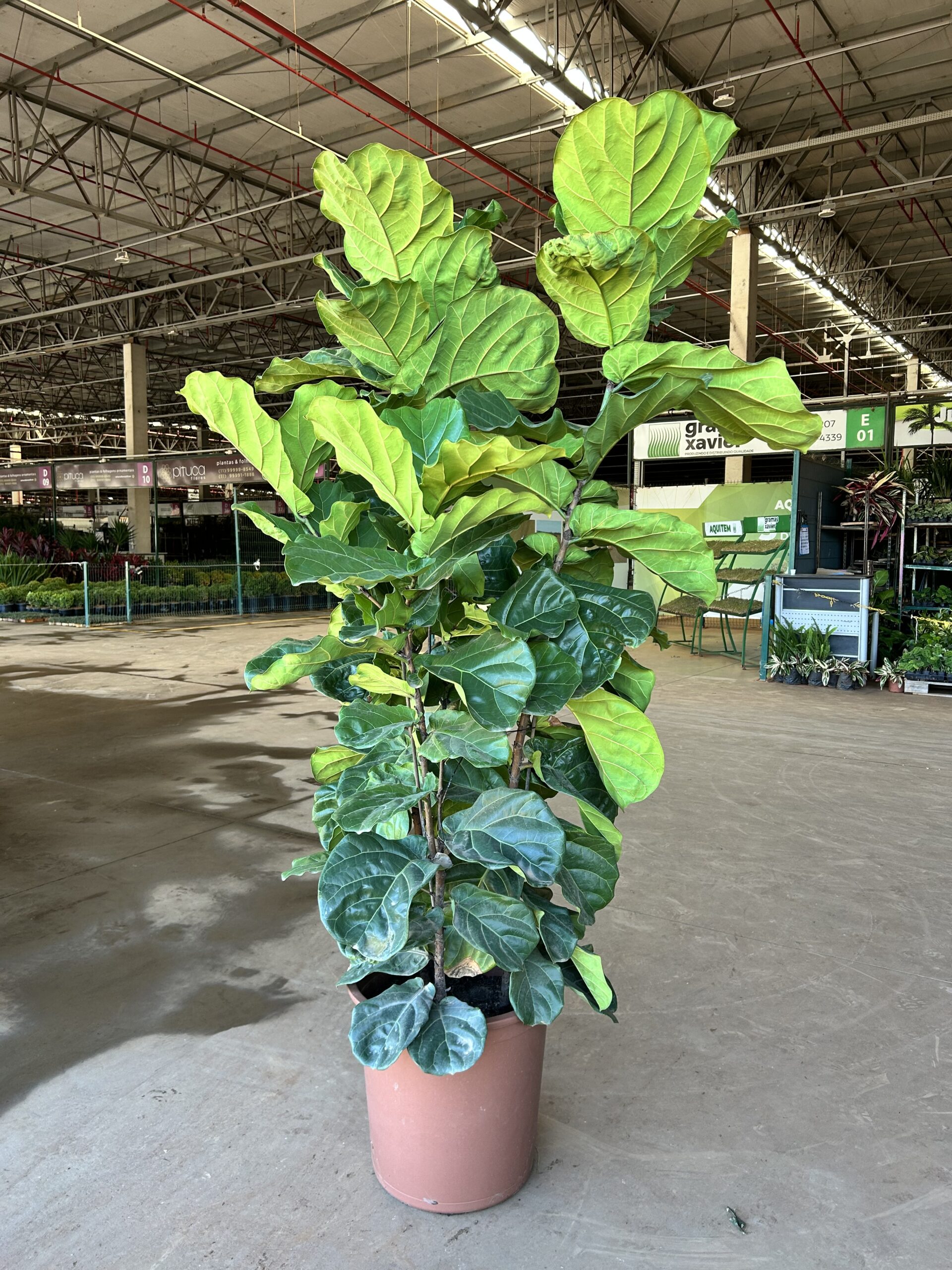 Ficus Lyrata Torre P48