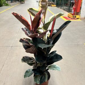Ficus Elastica Variado 3H P24 Premium
