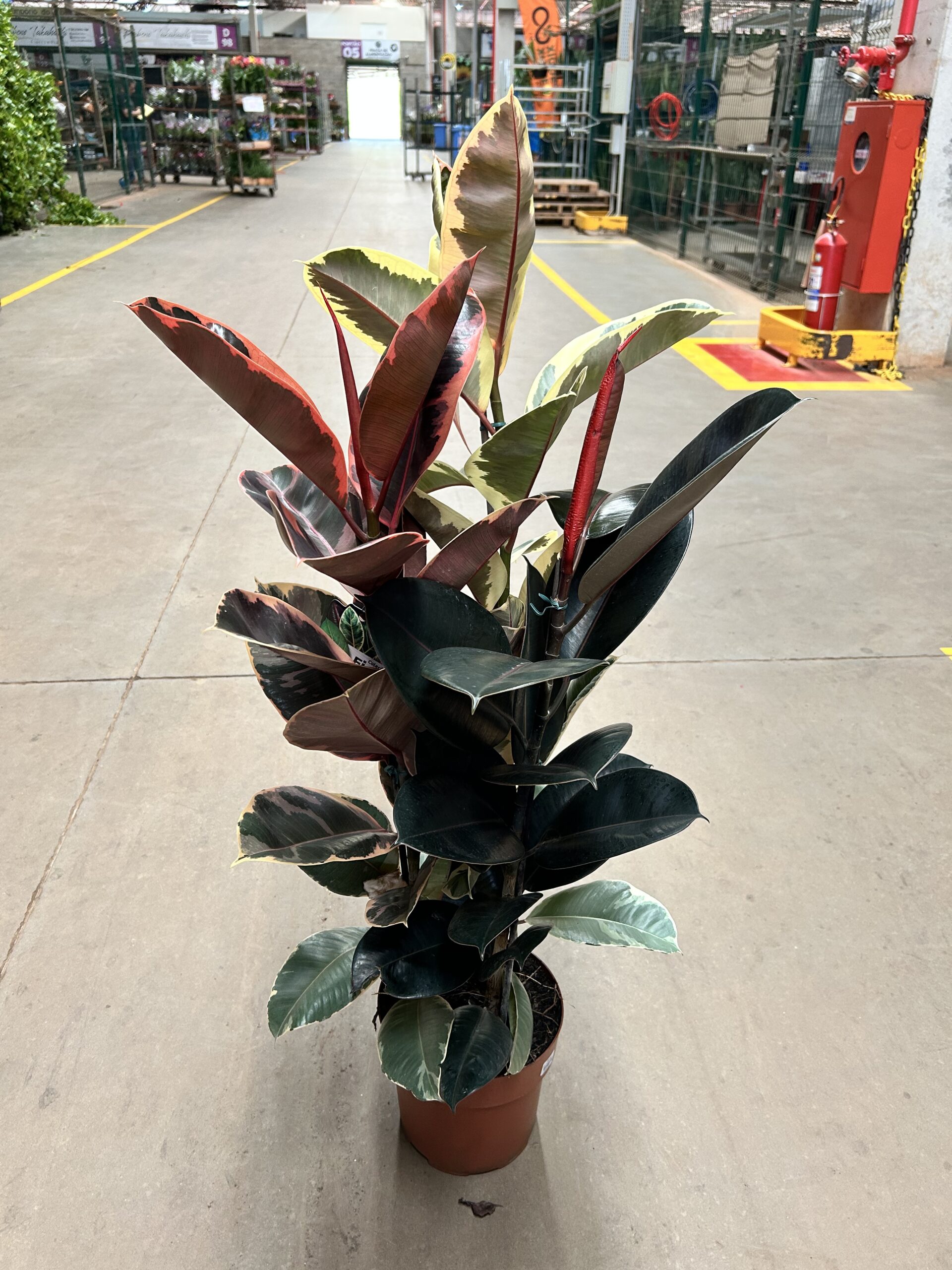 Ficus Elastica Variado 3H P24 Premium