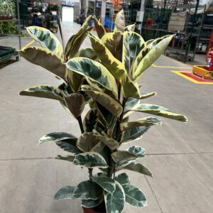 Ficus Elastica Tineke 3H P24 Premium
