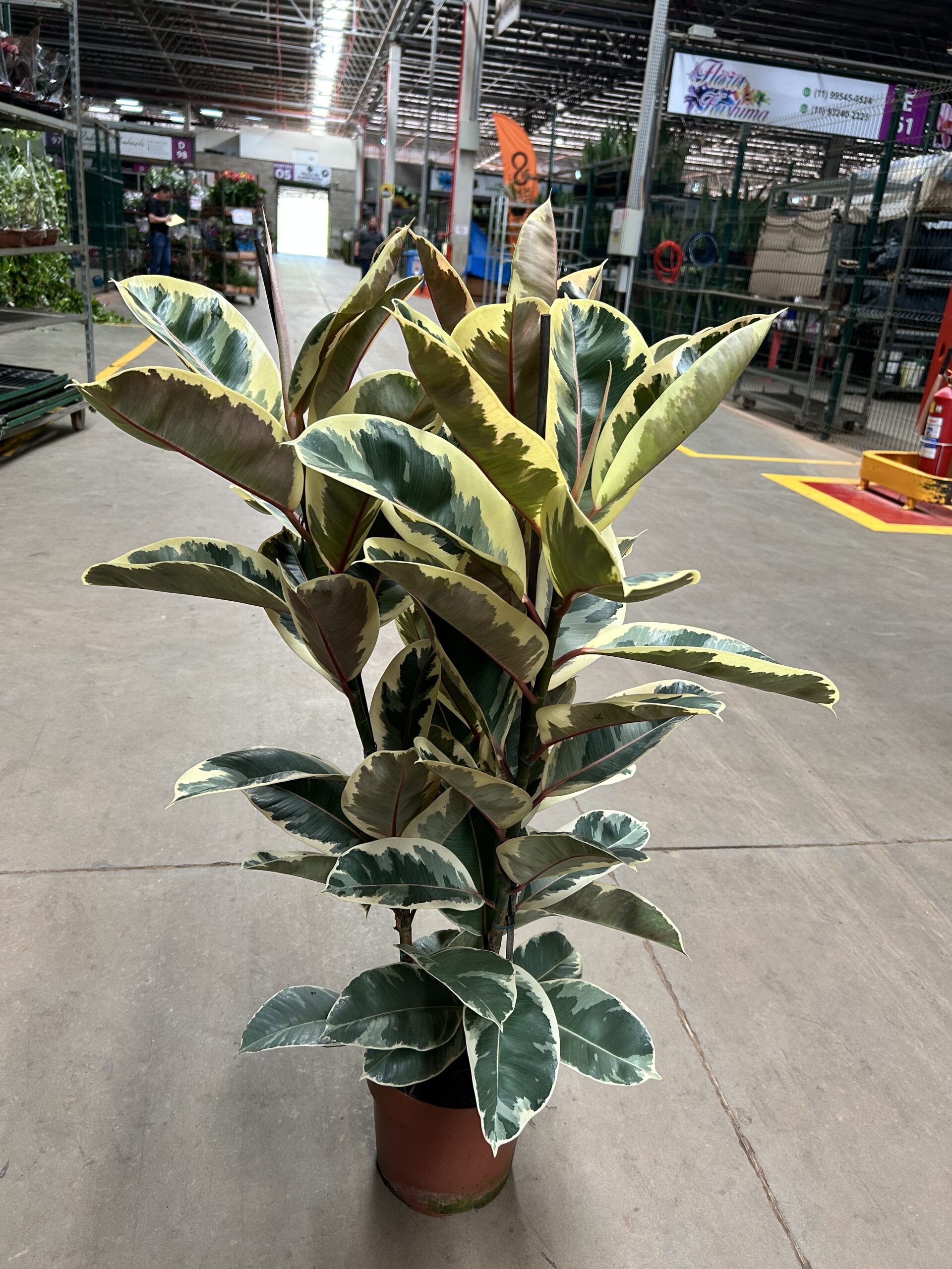 Ficus Elastica Tineke 3H P24 Premium