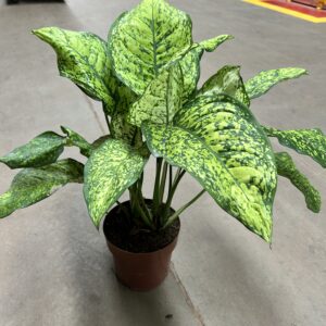 Aglaonema Siamense P17