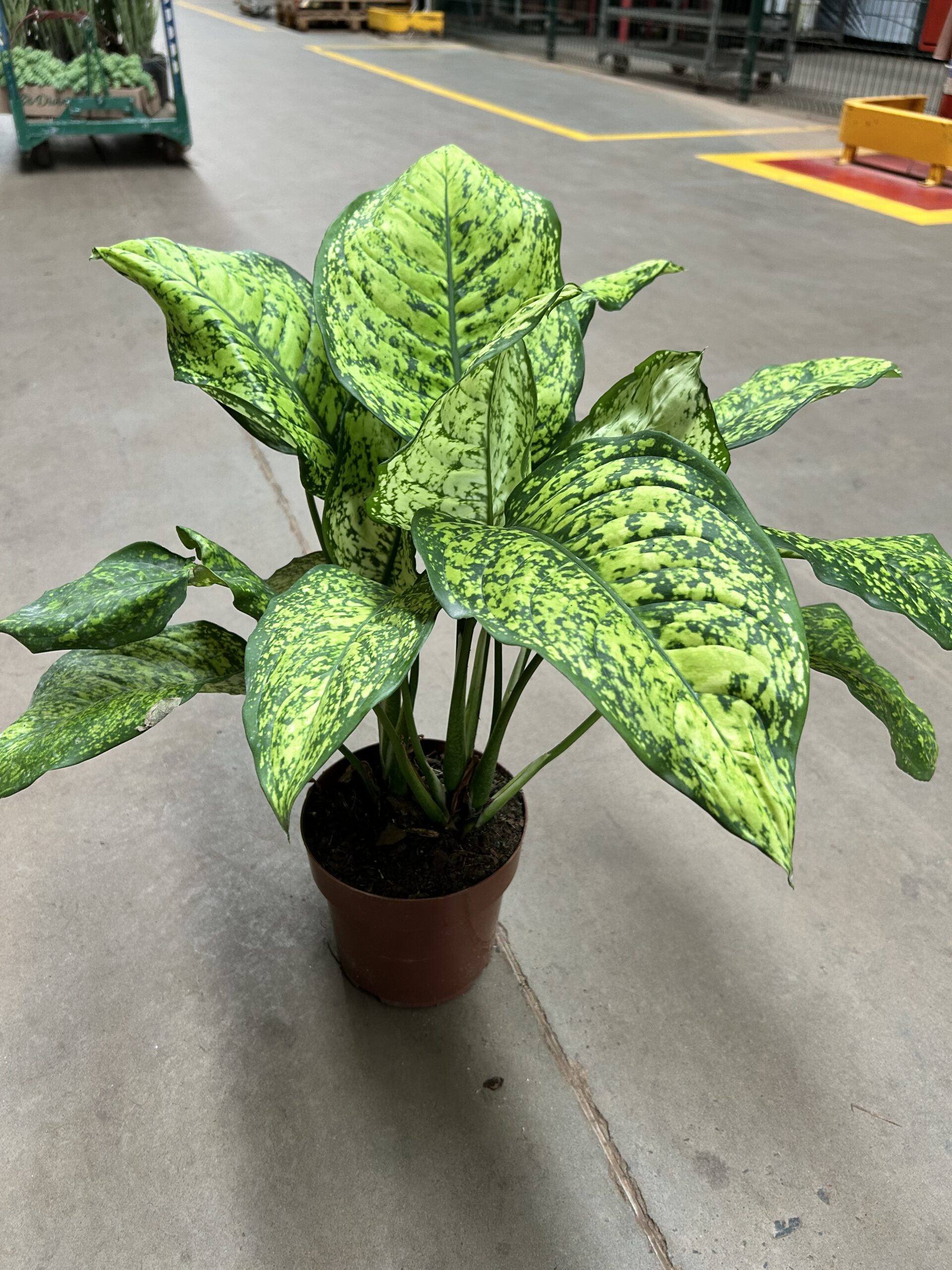 Aglaonema Siamense P17