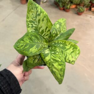 Homalomena Camouflage P12