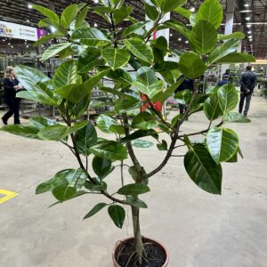 Ficus Altissima P40 Arvore
