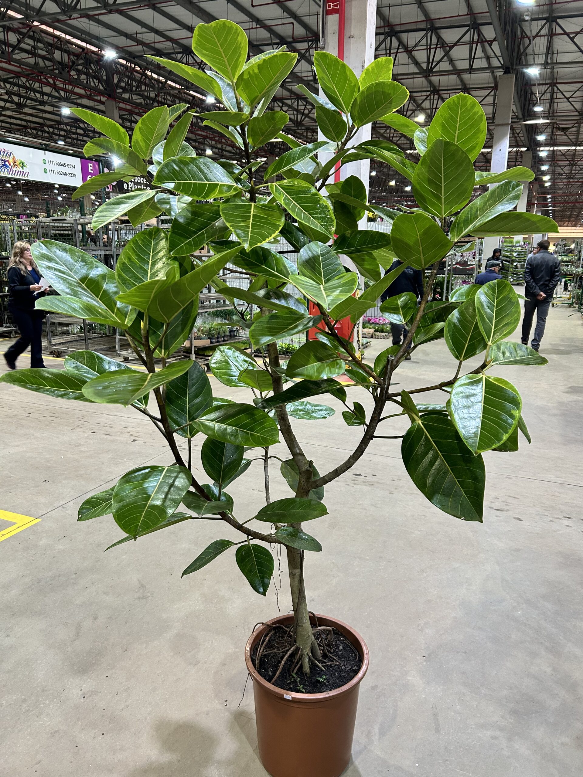 Ficus Altissima P40 Arvore