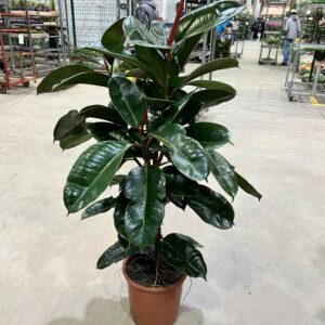 Ficus Elastica Cloe P30 Arvore