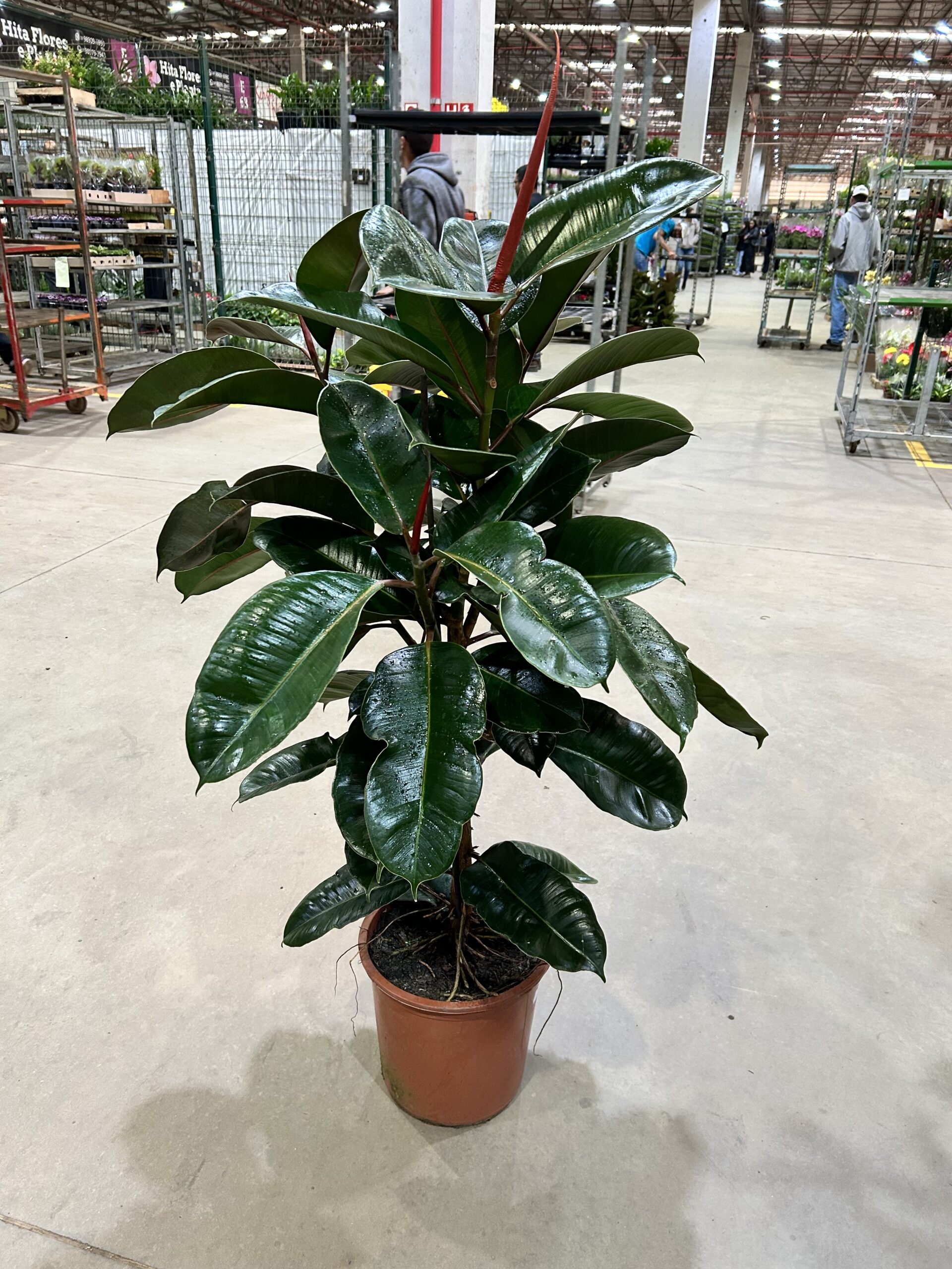 Ficus Elastica Cloe P30 Arvore