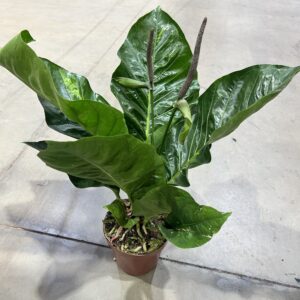 Anthurium Hookeri P19
