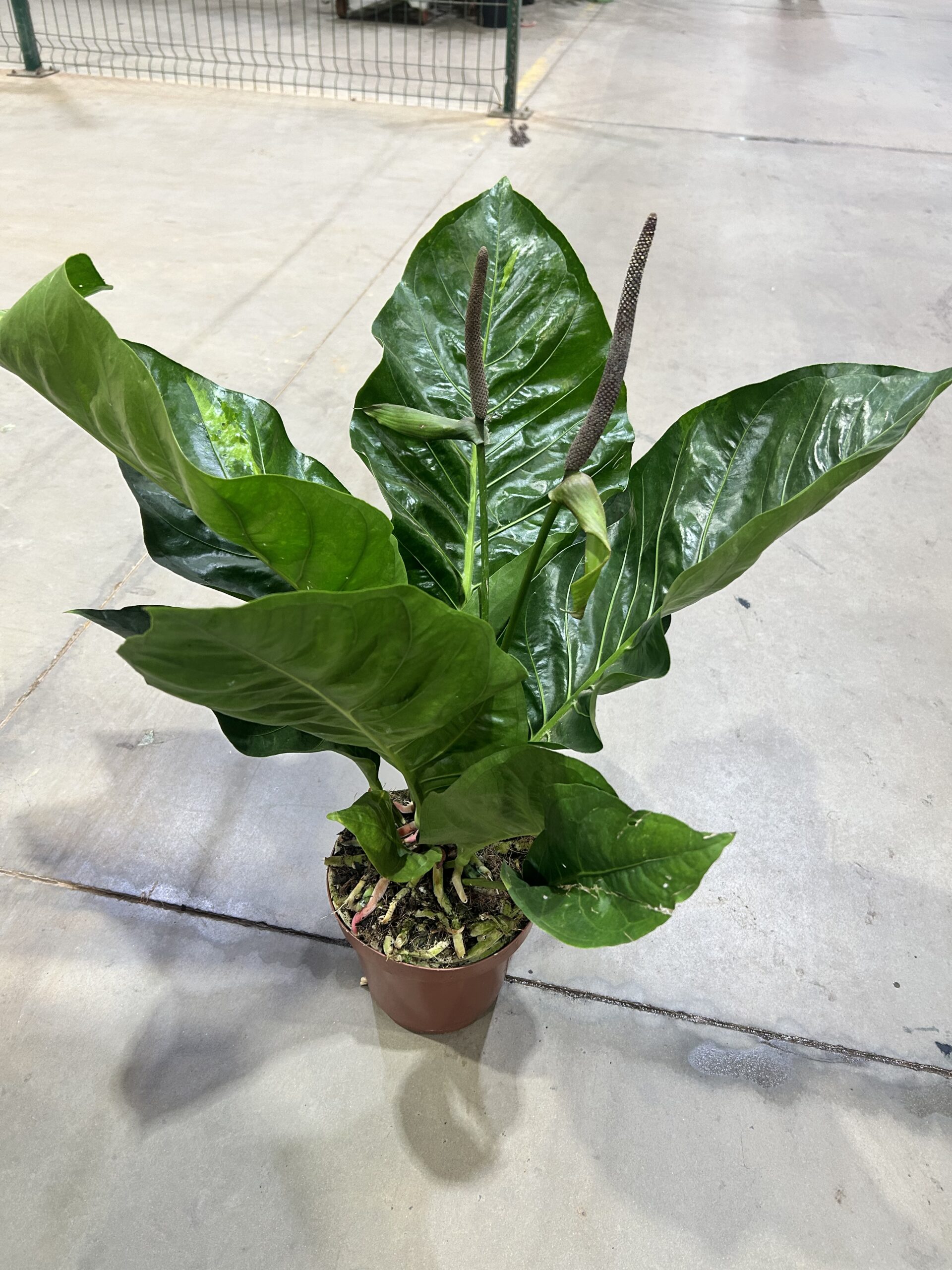 Anthurium Hookeri P19