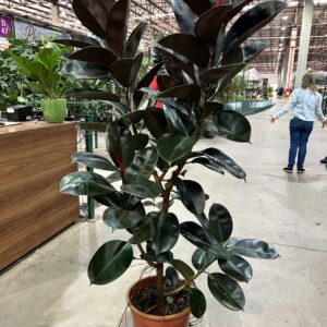 Ficus Elastica Burgundy Arvore P40 - Nº01