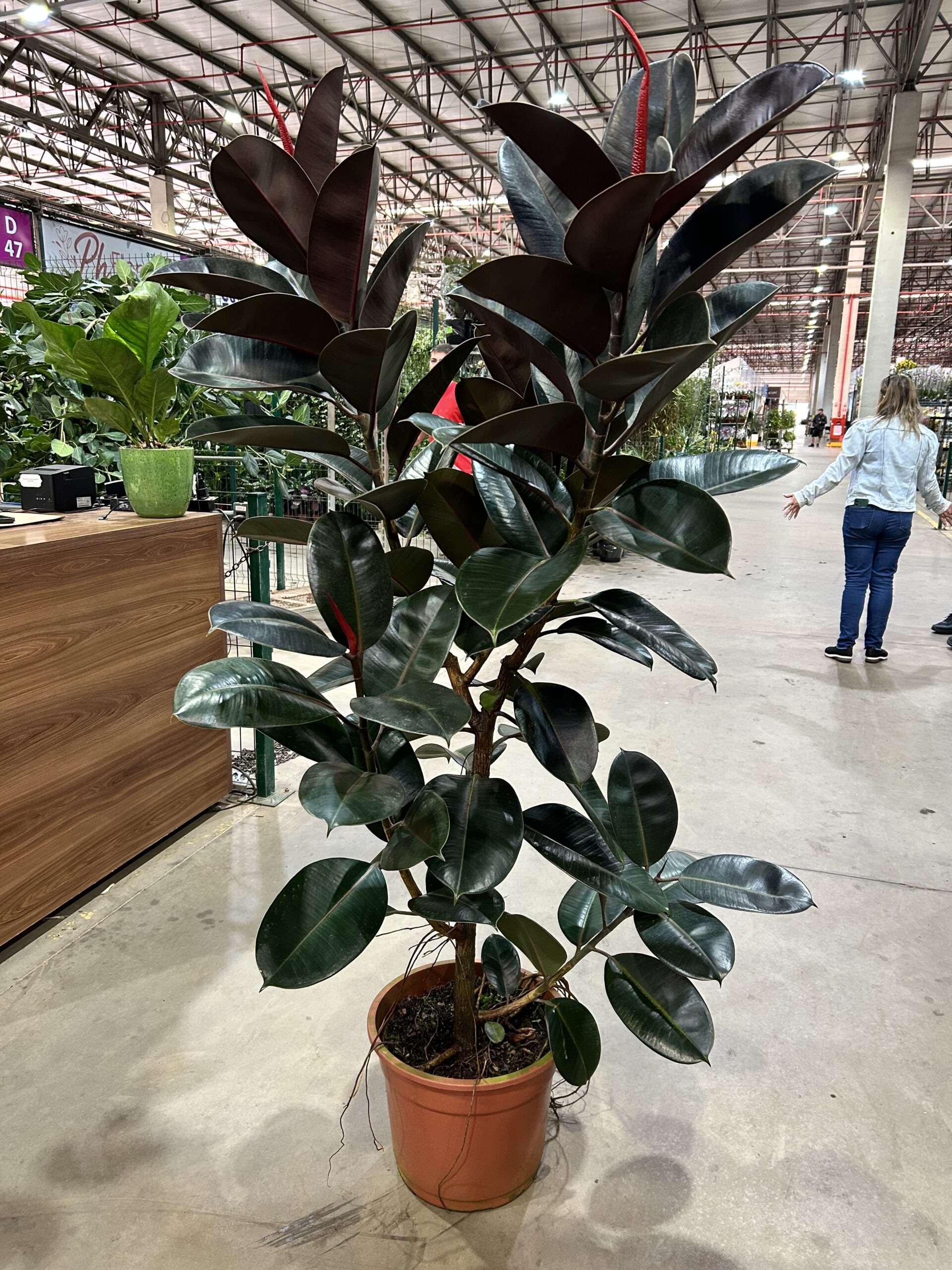 Ficus Elastica Burgundy Arvore P40 - Nº01
