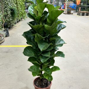 Ficus Lyrata Bambino 3H P24