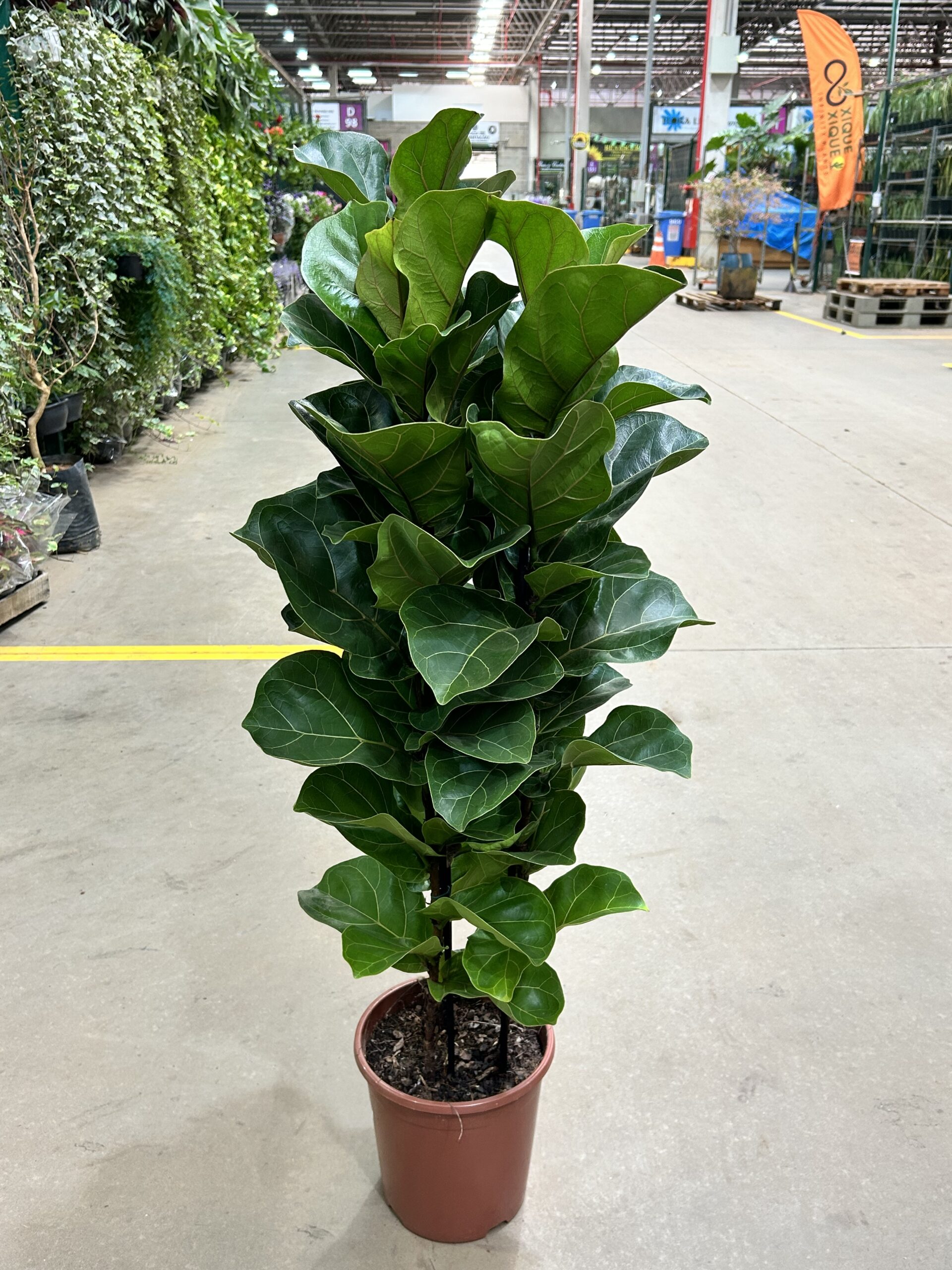 Ficus Lyrata Bambino 3H P24