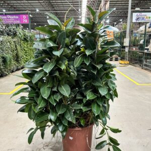 Ficus Elastica Robusta P48 Torre