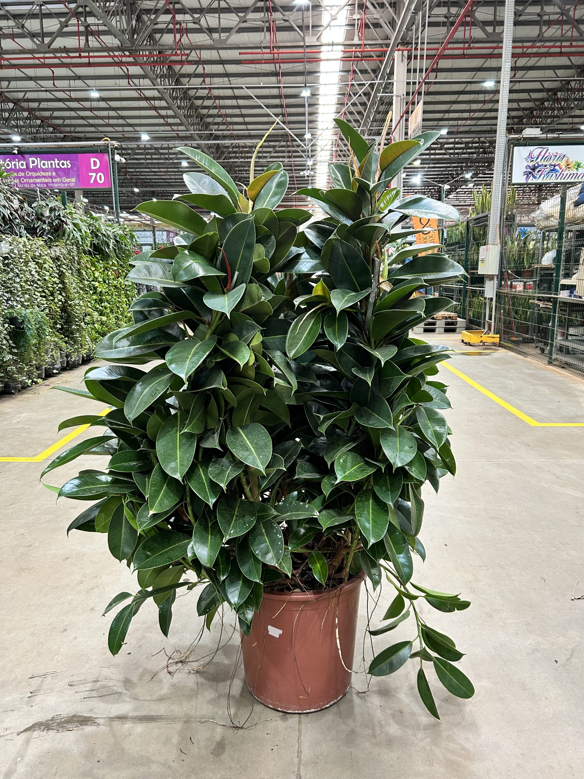 Ficus Elastica Robusta P48 Torre