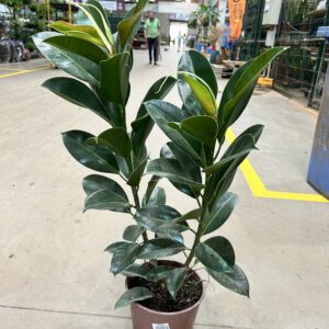 Ficus Elastica Robusta P24 2H