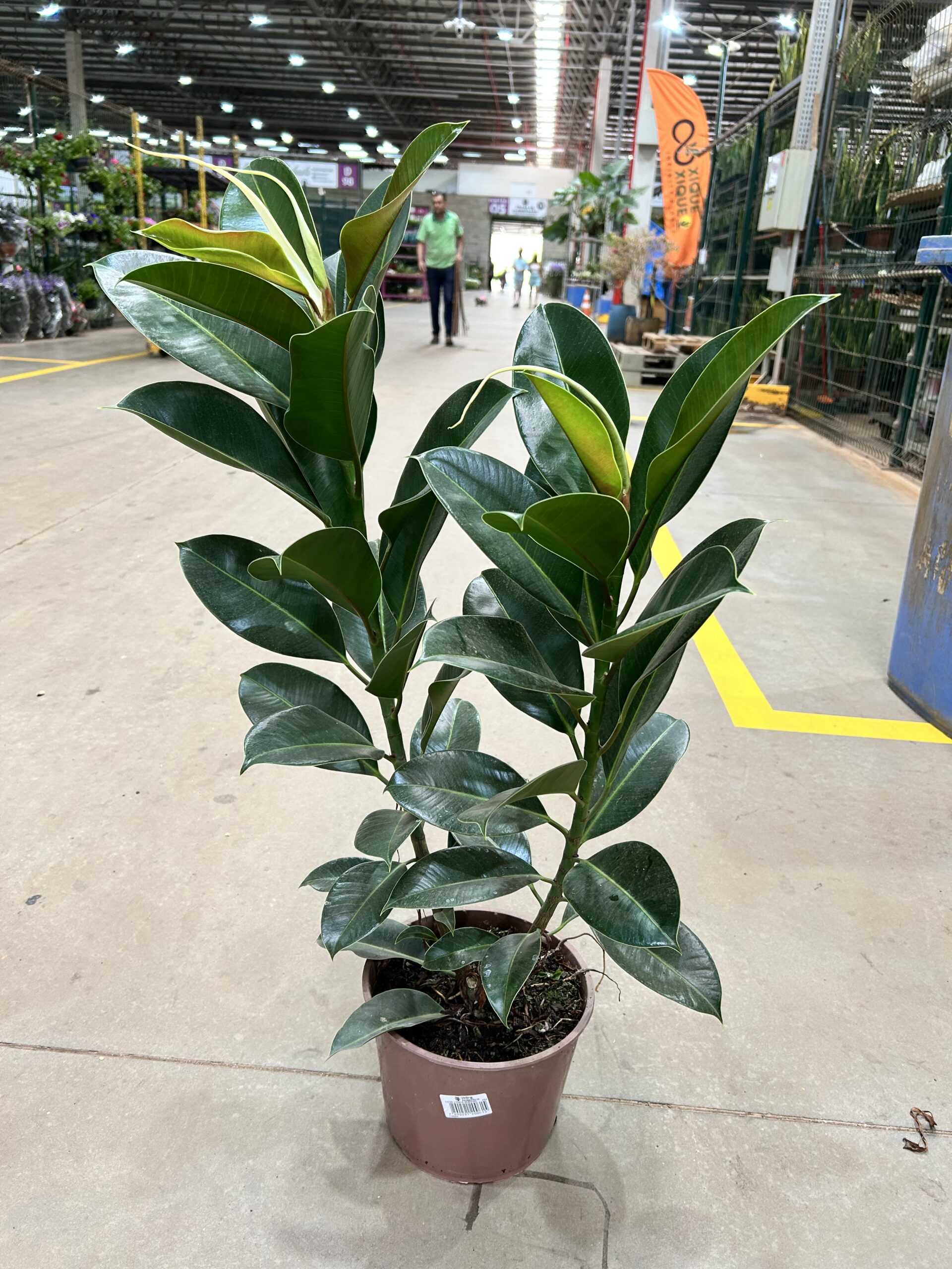 Ficus Elastica Robusta P24 2H