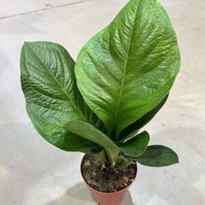 Anthurium Jenmanii P19